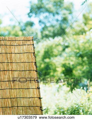 Woven blind outdoors with trees View Large Photo Image Stock Photo - Woven blind outdoors with trees. Fotosearch