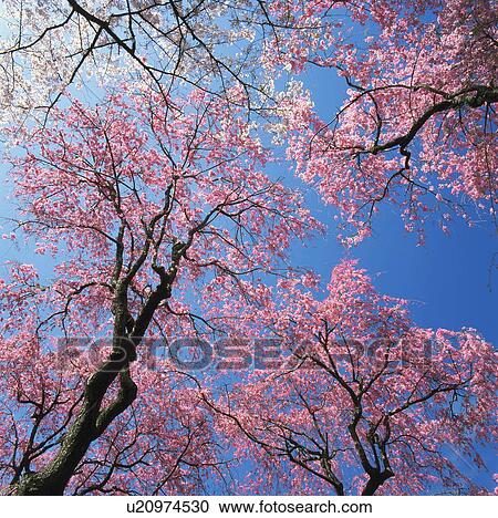 Stock Image - Yae-beni-shidare. Fotosearch