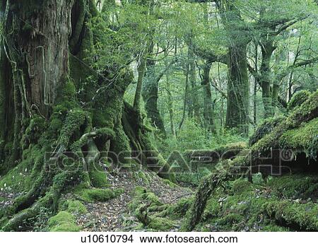Picture - Yakusugi Forest. Fotosearch