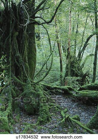 Yakusugi Forest View Large Photo Image Stock Image - Yakusugi Forest. Fotosearch