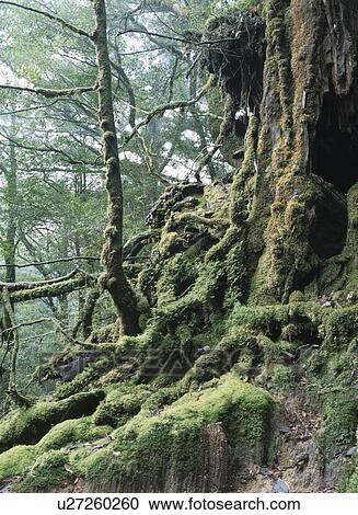 Yakusugi Forest View Large Photo Image Stock Image - Yakusugi Forest. Fotosearch