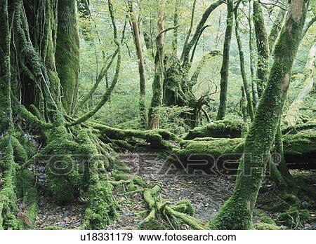 Yakusugi Forest View Large Photo Image Stock Photo - Yakusugi Forest. Fotosearch