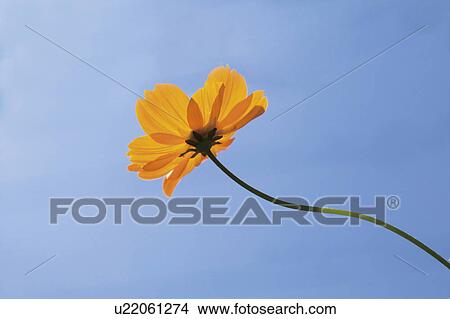 Yellow cosmos flower View Large Photo Image Picture - Yellow cosmos flower. Fotosearch