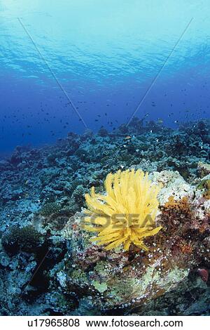Yellow feather star on coral reef, Maldive Islands View Large Photo Image Stock Photo - Yellow feather star on coral reef, Maldive Islands. Fotosearch