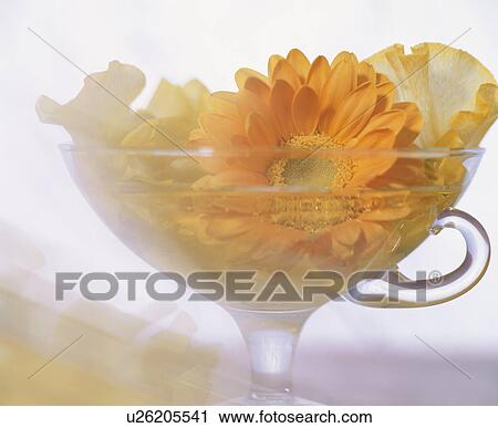 Yellow flowers arranged in a glass tea cup View Large Photo Image Stock Image - Yellow flowers arranged in a glass tea cup. Fotosearch