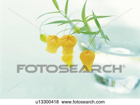Stock Photo - Yellow flowers in a glass of water. Fotosearch