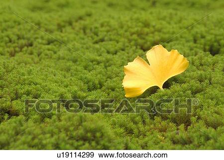 Stock Photo - Yellow gingko leaf on moss. Fotosearch