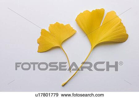 Yellow Gingko leaves View Large Photo Image Stock Photo - Yellow Gingko leaves. Fotosearch