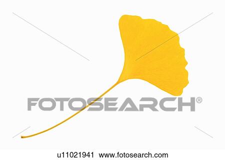 Stock Image - Yellow ginkgo tree leaf. Fotosearch