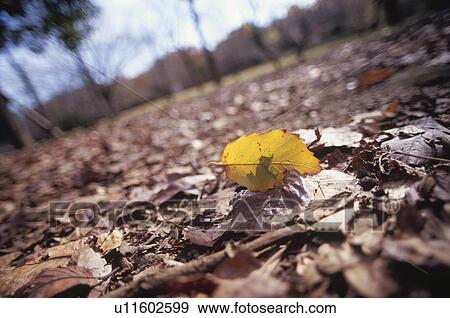 Stock Photo - Yellow leaf among brown leaves, Kawasaki, Kanagawa Prefecture, Japan. Fotosearch
