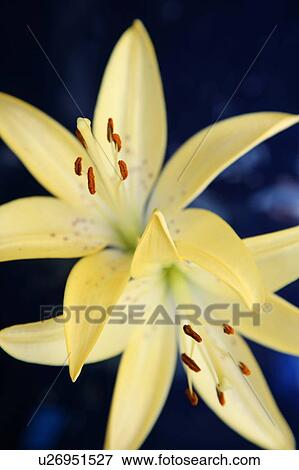 Yellow lilies, close up, black background View Large Photo Image Stock Photo - Yellow lilies, close up, black background. Fotosearch