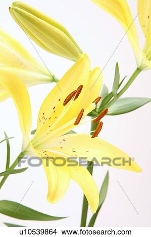 Yellow lilies, close up, white background View Large Photo Image Picture - Yellow lilies, close up, white background. Fotosearch