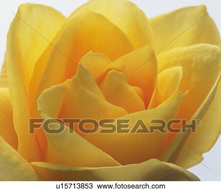 Stock Image - Yellow rose, close up, white background. Fotosearch