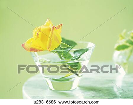 Yellow rose in a glass of water View Large Photo Image Stock Photograph - Yellow rose in a glass of water. Fotosearch
