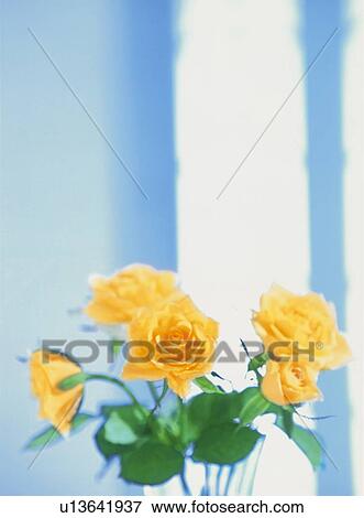 Yellow roses View Large Photo Image Stock Photo - Yellow roses. Fotosearch