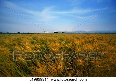 Picture - Yellow wheat field, Moriyama, Shiga Prefecture, Japan. Fotosearch
