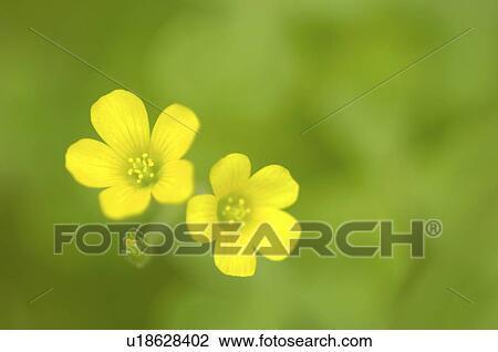 Stock Image - Yellow wood sorrel. Fotosearch