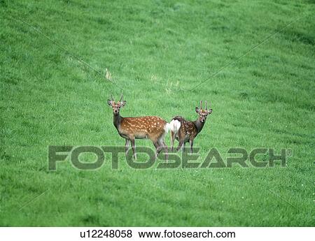 Stock Photo - Yezo Sika Deer in Green Field. Fotosearch