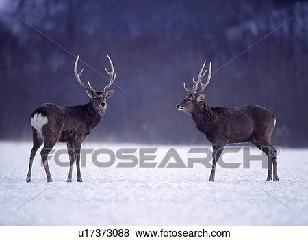 Stock Photo - Yezo Sika Deer in Snow Field. Fotosearch