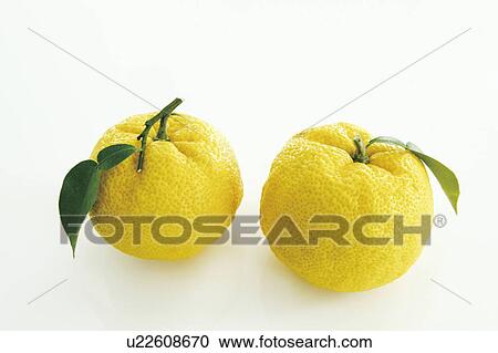 Stock Image - Yuzu fruits, white background. Fotosearch