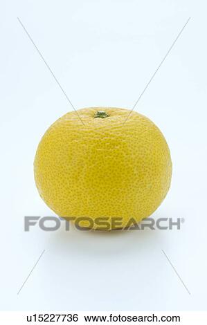 Stock Photograph - Yuzu. Fotosearch
