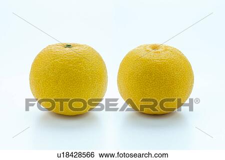 Stock Photograph - Yuzu. Fotosearch