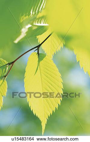 Picture - Zelkova leaves. Fotosearch