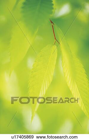Stock Photo - Zelkova leaves. Fotosearch