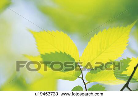 Zelkova Serrata View Large Photo Image Stock Image - Zelkova Serrata . Fotosearch