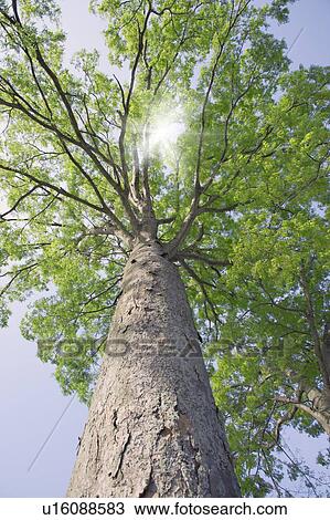 Zelkova tree View Large Photo Image Stock Image - Zelkova tree. Fotosearch