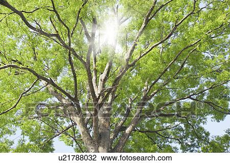 Stock Image - Zelkova tree. Fotosearch