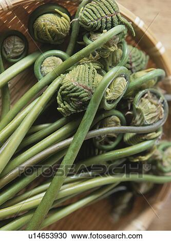 Stock Image - Zenmai (Royal fern). Fotosearch