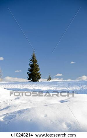 Snow with tree and blue sky View Large Photo Image Picture - Snow with tree and blue sky. Fotosearch