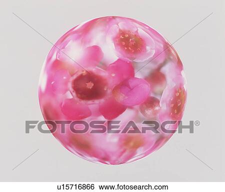 Stock Photograph - A Ball flowers inside. Fotosearch
