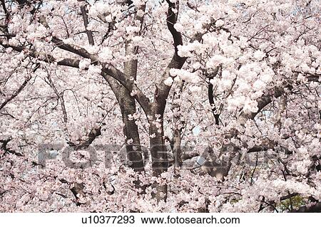 Stock Image - A cherry tree in full bloom. Fotosearch