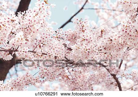 Stock Image - A cherry tree in full bloom. Fotosearch
