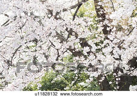 Stock Image - A cherry tree in full bloom. Fotosearch