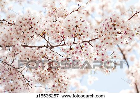 A cherry tree in full bloom View Large Photo Image Stock Photo - A cherry tree in full bloom. Fotosearch