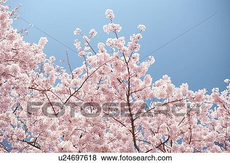 Stock Photo - A cherry tree in full bloom. Fotosearch