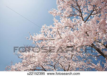 Stock Photography - A cherry tree in full bloom. Fotosearch