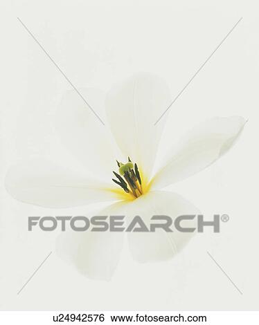 A Flower View Large Photo Image Stock Photograph - A Flower. Fotosearch
