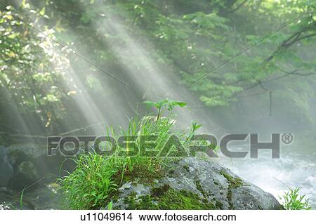 Picture - A mountain stream in forest, Gassan, Shonai-machi, Yamagata Prefecture, Japan. Fotosearch