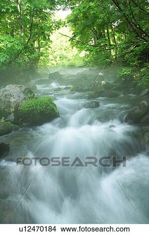 A mountain stream in forest, Gassan, Shonai-machi, Yamagata Prefecture, Japan View Large Photo Image Picture - A mountain stream in forest, Gassan, Shonai-machi, Yamagata Prefecture, Japan. Fotosearch