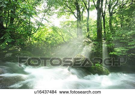 A mountain stream in forest, Gassan, Shonai-machi, Yamagata Prefecture, Japan View Large Photo Image Picture - A mountain stream in forest, Gassan, Shonai-machi, Yamagata Prefecture, Japan. Fotosearch