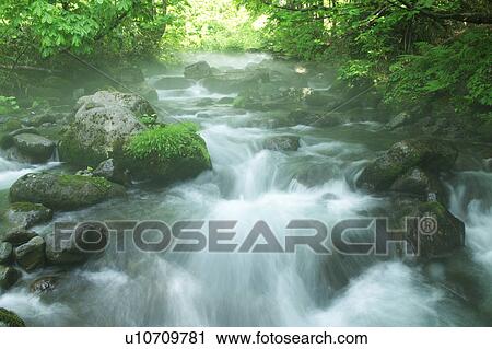 Stock Image - A mountain stream in forest, Gassan, Shonai-machi, Yamagata Prefecture, Japan. Fotosearch