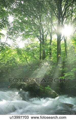 Stock Image - A mountain stream in forest, Gassan, Shonai-machi, Yamagata Prefecture, Japan. Fotosearch