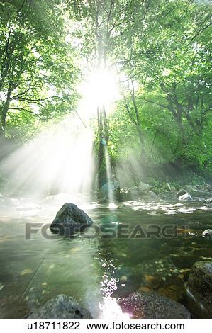 A mountain stream in forest, Gassan, Shonai-machi, Yamagata Prefecture, Japan View Large Photo Image Stock Image - A mountain stream in forest, Gassan, Shonai-machi, Yamagata Prefecture, Japan. Fotosearch