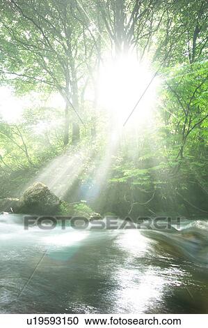 Stock Image - A mountain stream in forest, Gassan, Shonai-machi, Yamagata Prefecture, Japan. Fotosearch