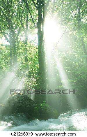 A mountain stream in forest, Gassan, Shonai-machi, Yamagata Prefecture, Japan View Large Photo Image Stock Photo - A mountain stream in forest, Gassan, Shonai-machi, Yamagata Prefecture, Japan. Fotosearch