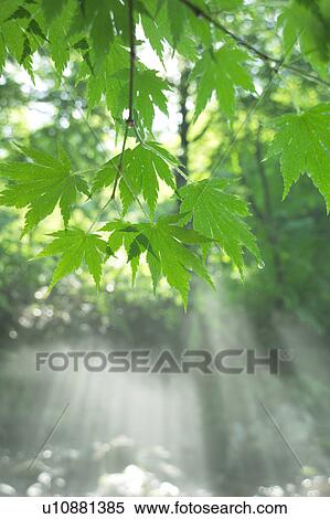 Stock Photography - A mountain stream in forest, Gassan, Shonai-machi, Yamagata Prefecture, Japan. Fotosearch